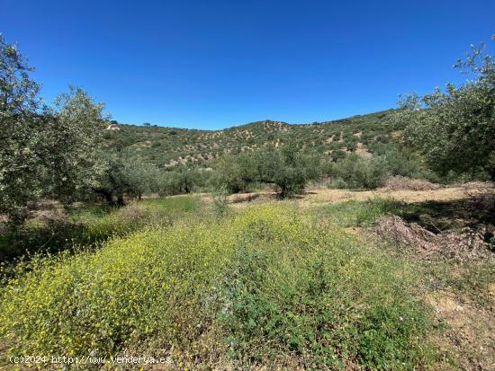  2 PARCELAS PARA 2 CASITAS - MALAGA 