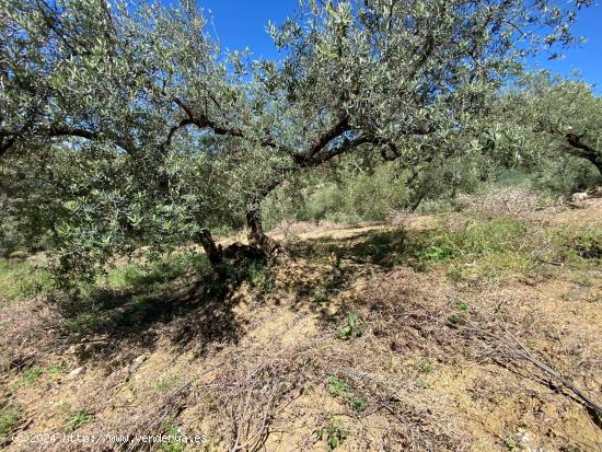 2 PARCELAS PARA 2 CASITAS - MALAGA