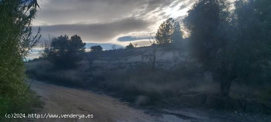 Finca R´ústica en Fuente del Pino, Monóvar - ALICANTE