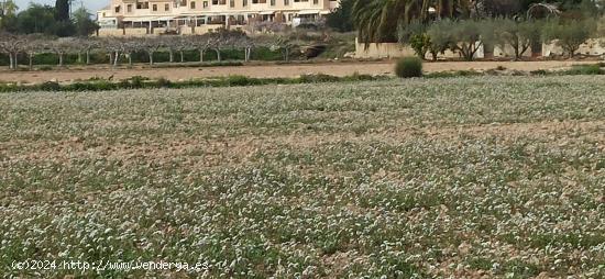 Terreno urbanizable en Elche pedanias zona Perleta - ALICANTE