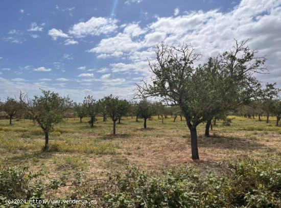  TERRENO EN PORRERES EDIFICABLE EN MUY BUEN ESTADO Y CON MUCHAS POSIBLIDADES - BALEARES 