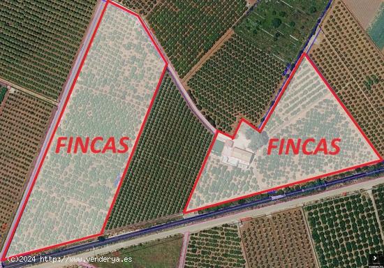 Finca rústica con naranjos en venta de Benifaió Partida Fondo - VALENCIA