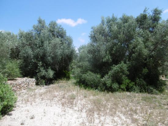 Finca grande con caseta y acceso desde camino asfaltado cerca de Vall d'Alba - CASTELLON