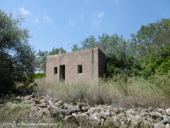 Finca grande con caseta y acceso desde camino asfaltado cerca de Vall d'Alba - CASTELLON