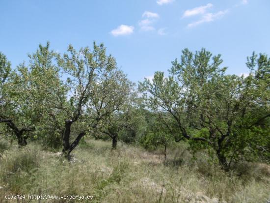 Finca grande con caseta y acceso desde camino asfaltado cerca de Vall d'Alba - CASTELLON