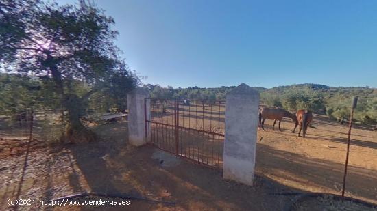  PARCELA RÚSTICA E HIPOTECABLE EN OBEJO, CÓRDOBA - CORDOBA 