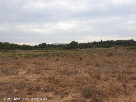 TERRENO AGRICOLA EN VENTA EN VILANOVA I LA GELTRU DE 24.685 m2 - BARCELONA