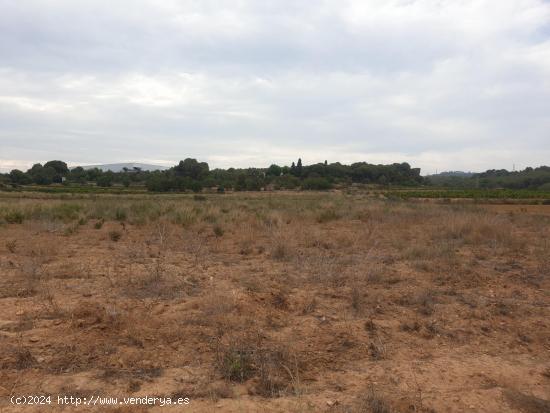 TERRENO AGRICOLA EN VENTA EN VILANOVA I LA GELTRU DE 24.685 m2 - BARCELONA