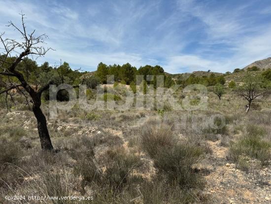 TERRENO EN LA CANALOSA - ALICANTE