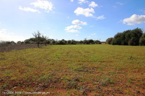 Terreno en Campos con vistas despejadas - BALEARES