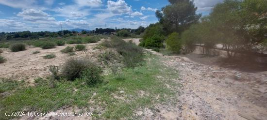 PARCELA  RUSTICA EN EL PINO PARA ALEJARTE DEL PUEBLO (ESQUINA) - MURCIA