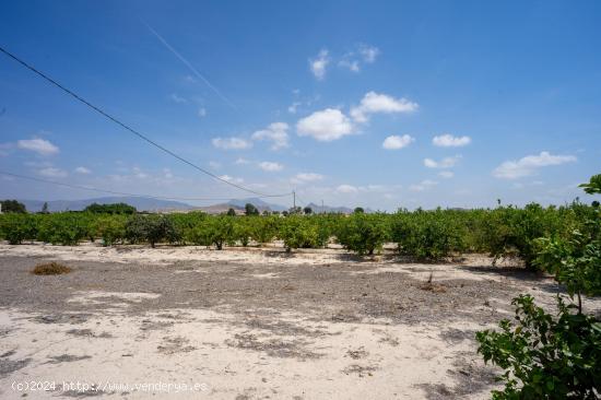 Parcela en Campotejar baja - MURCIA