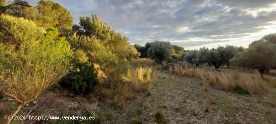 FINCA RÚSTICA - TARRAGONA