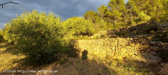 FINCA RÚSTICA - TARRAGONA