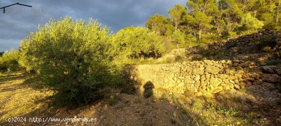 FINCA RÚSTICA - TARRAGONA