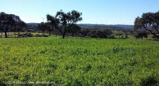 IMPRESIONANTE Dehesa de encinas y Coto de Caza 200 Ha en el corazón de Huelvs - HUELVA