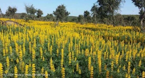 IMPRESIONANTE Dehesa de encinas y Coto de Caza 200 Ha en el corazón de Huelvs - HUELVA