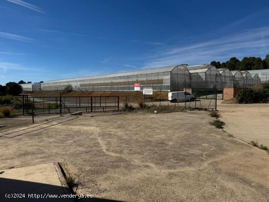 Excelente explotación agricola en venta. - VALENCIA