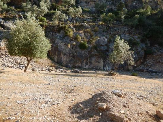 Olivar Con Cueva en Sóller - BALEARES