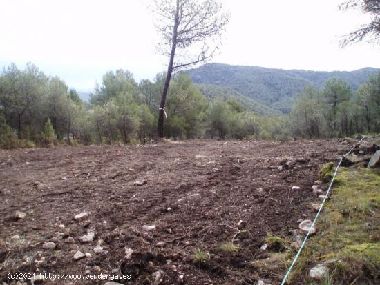 Terreno urbano en Pinedes Altes (la Juncosa de Montmell) - TARRAGONA