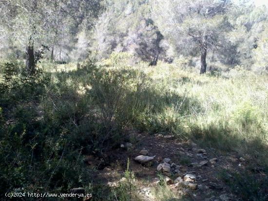  Terreno urbano en Can Gordey - La Bisbal del Penedés - TARRAGONA 