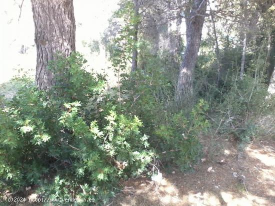 Terreno urbano en Can Gordey - La Bisbal del Penedés - TARRAGONA