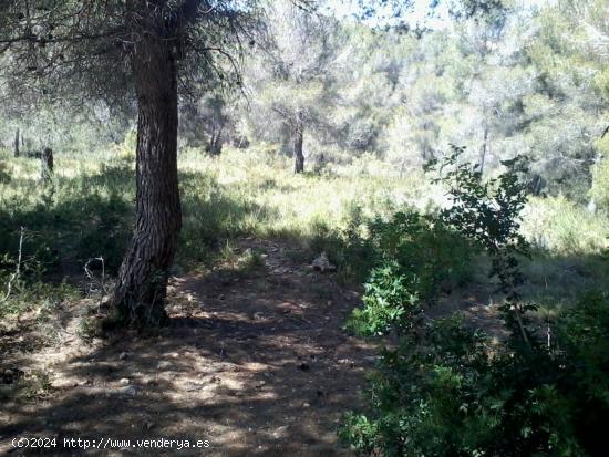 Terreno urbano en Can Gordey - La Bisbal del Penedés - TARRAGONA