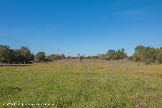  PARCELAS RUSTICAS EN LLUCMAJOR - BALEARES 