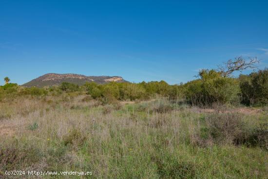 PARCELAS RUSTICAS EN LLUCMAJOR - BALEARES