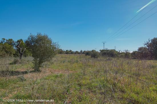 PARCELAS RUSTICAS EN LLUCMAJOR - BALEARES