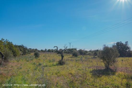 PARCELAS RUSTICAS EN LLUCMAJOR - BALEARES