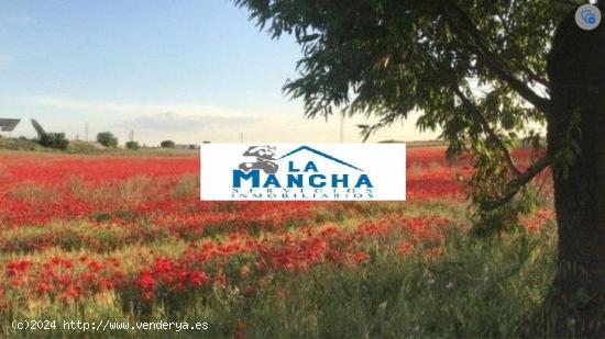 REF: C162 INMOBILIARIA LA MANCHA VENDE TERRENO RUSTICO ZONA POLIGONO CAMPOLLANO - ALBACETE