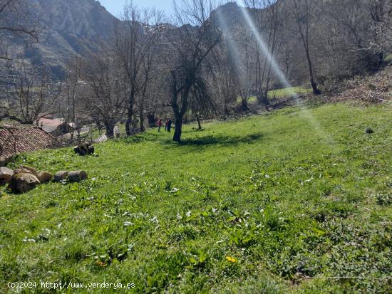 Finca con calificación urbano y rustico de 8.544m² en SOBREDOBRES (VEGA DE LIEBANA) - CANTABRIA