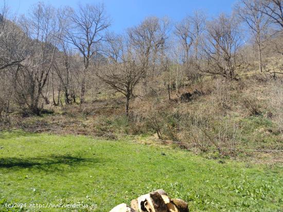 Finca con calificación urbano y rustico de 8.544m² en SOBREDOBRES (VEGA DE LIEBANA) - CANTABRIA