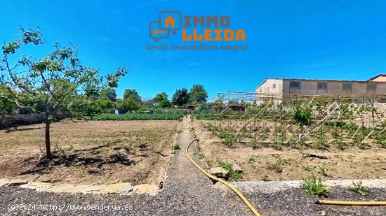 Suelo rústico en venta  en Agramunt - Lleida