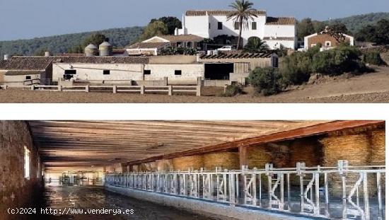 CASA DE CAMPO RÚSTICA EN EXPLOTACIÓN, MENORCA, ISLAS  BALEARES - BALEARES