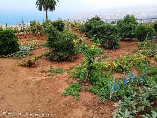  Terreno rural en La Corujera, Santa Ursula - SANTA CRUZ DE TENERIFE 