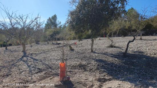 Terreno libre en Montuiri de 5.452m2 con caseta de 20m2 + otra de 7m2. - BALEARES