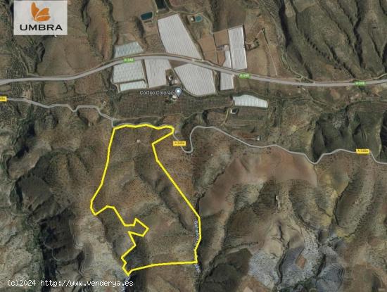 Terreno con Almendros Ecológicos de Gran Rentabilidad. - GRANADA