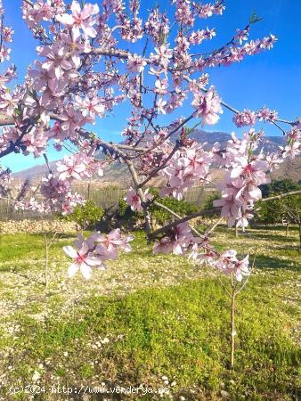 TERRENO CON CORTIJO - ALMERIA