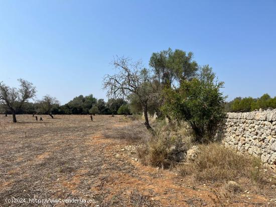 FINCA 46000 EN SENCELLES CON DOS CASITAS PARA REFORMAR - BALEARES