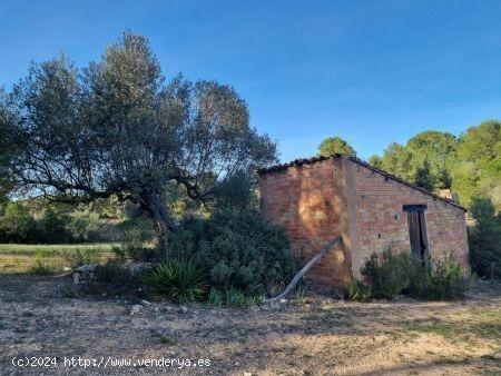  TERRENO RUSTICO CON CASITA EN RIBERA D'EBRE - TARRAGONA 