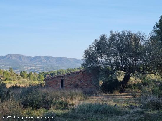 TERRENO RUSTICO CON CASITA EN RIBERA D'EBRE - TARRAGONA