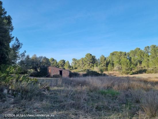 TERRENO RUSTICO CON CASITA EN RIBERA D'EBRE - TARRAGONA