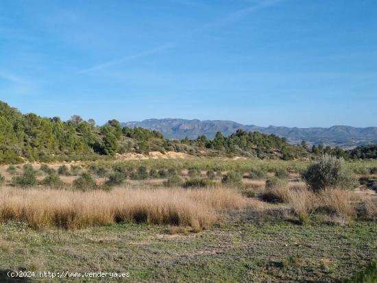 TERRENO RUSTICO CON CASITA EN RIBERA D'EBRE - TARRAGONA