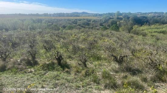  VENTA DE TERRENO DE VIÑA EN EL PLA DEL PENEDÈS - BARCELONA 