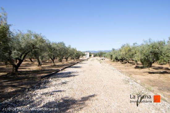 FINCA DE REGADIO EN VENTA EN LES COVES, SANTA BARBARA (TARRAGONA) - TARRAGONA