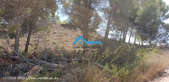 Finca rústica de 14.428 m2 a la venta en Callosa d'En Sarrià - ALICANTE