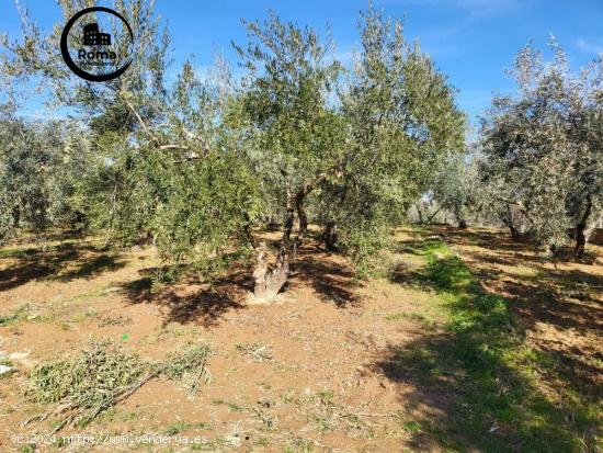 EN VENTA PRECIOSA FINCA CON OLIVOS Y FRUTALES!! - GRANADA