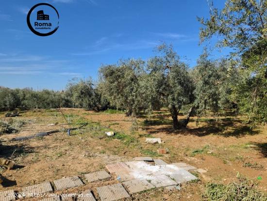 EN VENTA PRECIOSA FINCA CON OLIVOS Y FRUTALES!! - GRANADA